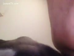 Horny mutt licking some pussy